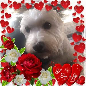 Meet your Posher, Ann